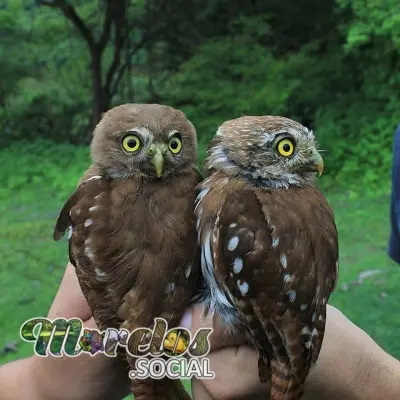 Fauna: Aves del estado de Morelos